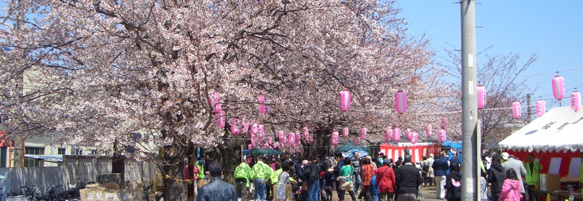 倉見桜緑道 | 一般社団法人 寒川町観光協会