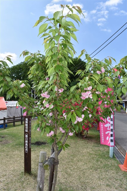 H30年 桜の開花状況 下野市観光情報サイト