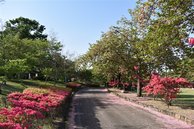 桜の開花情報 | 下野市観光情報サイト