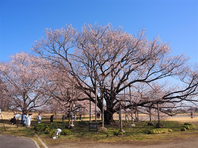明治40年の神代桜 ポストカード 明治40年の神代桜 ポストカード