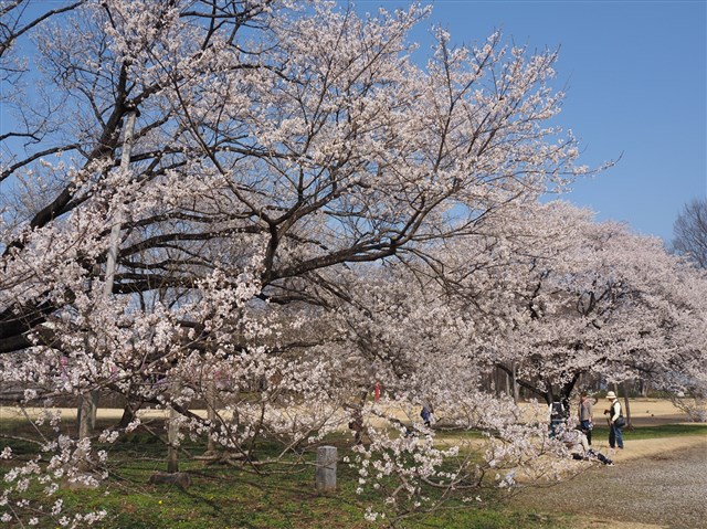 明治40年の神代桜 ポストカード
