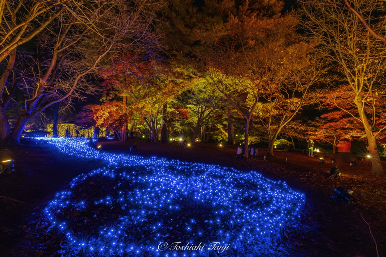 紅葉見ナイト | 国営武蔵丘陵森林公園 ｜ 全国で初めての国営公園