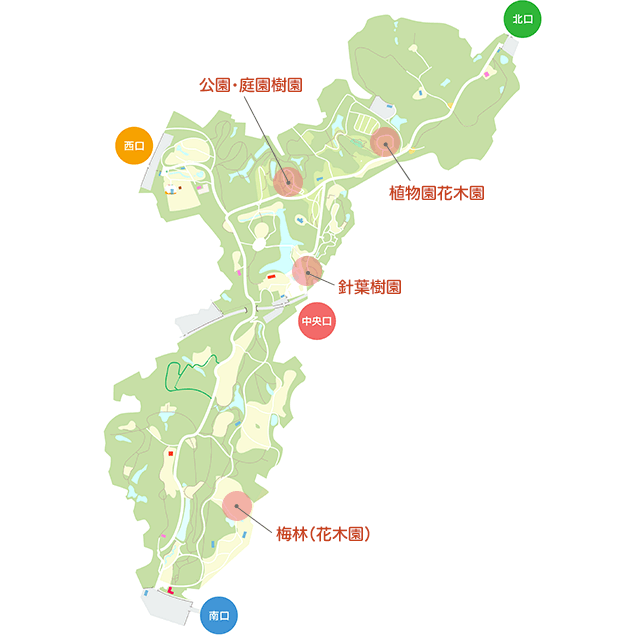 マンサク類 | 国営武蔵丘陵森林公園 ｜ 全国で初めての国営公園