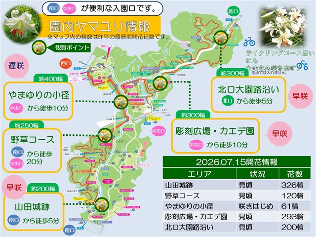ヤマユリ（2026/07/15） | 国営武蔵丘陵森林公園 ｜ 全国で初めての 