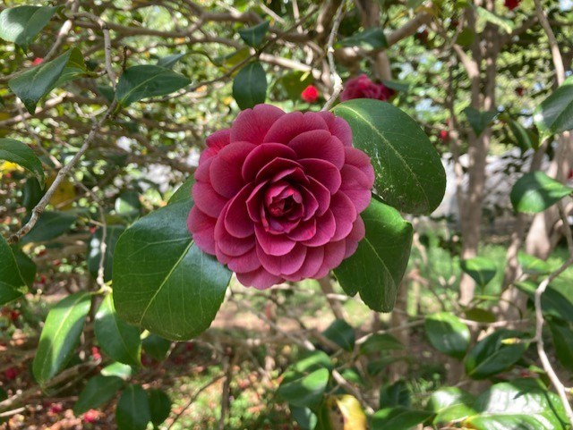 椿・山茶花 | 国営武蔵丘陵森林公園 ｜ 全国で初めての国営公園