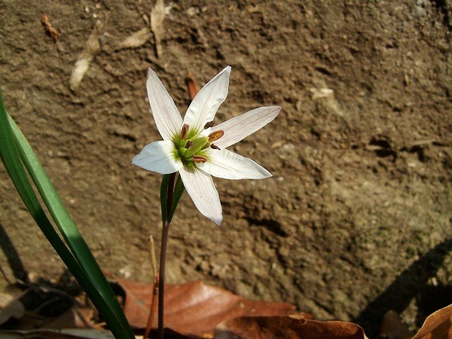 花と枝デザインの穴あき皿 愛し