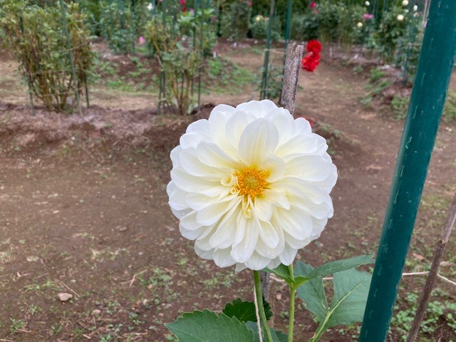 ダリア | 国営武蔵丘陵森林公園 ｜ 全国で初めての国営公園 