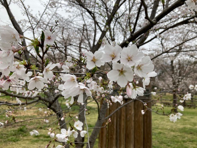 FLOWERS & CREATURES 見ごろの花・生き物 | 国営武蔵丘陵森林公園