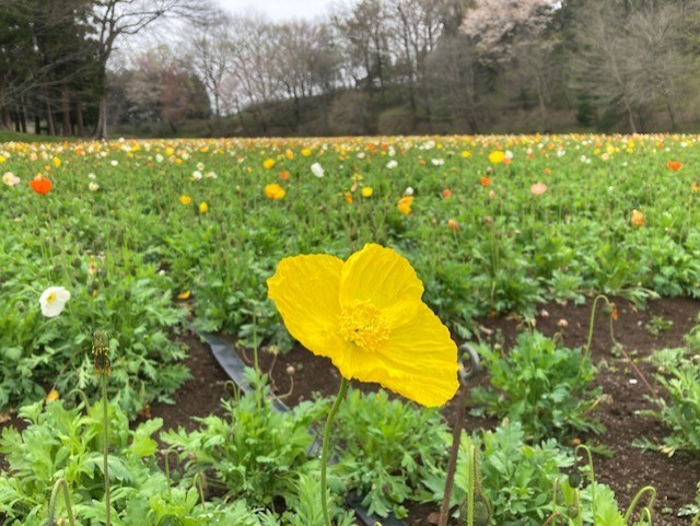 FLOWERS & CREATURES 見ごろの花・生き物 | 国営武蔵丘陵森林公園