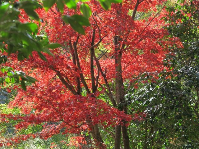 コハウチワカエデ ヤマザクラ　混合株 コハウチワカエデ ヤマザクラ 混合株 山採り ヤマザクラ 【Bonsai