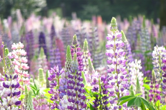 FLOWERS & CREATURES 見ごろの花・生き物 | 国営武蔵丘陵森林公園