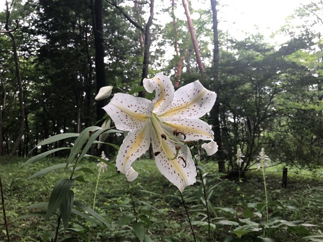 ヤマユリ | 国営武蔵丘陵森林公園 ｜ 全国で初めての国営公園