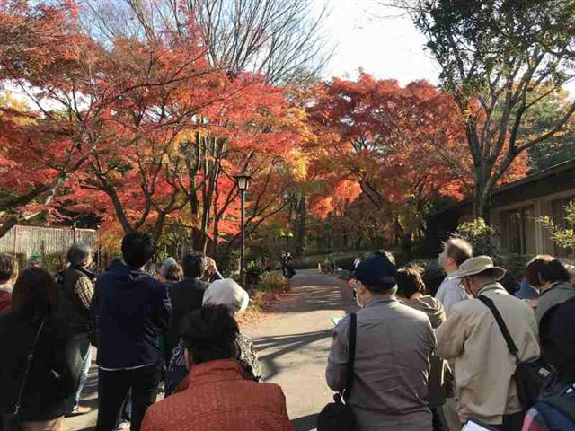 専門家ガイド「カエデ」 | 国営武蔵丘陵森林公園 ｜ 全国で初めての