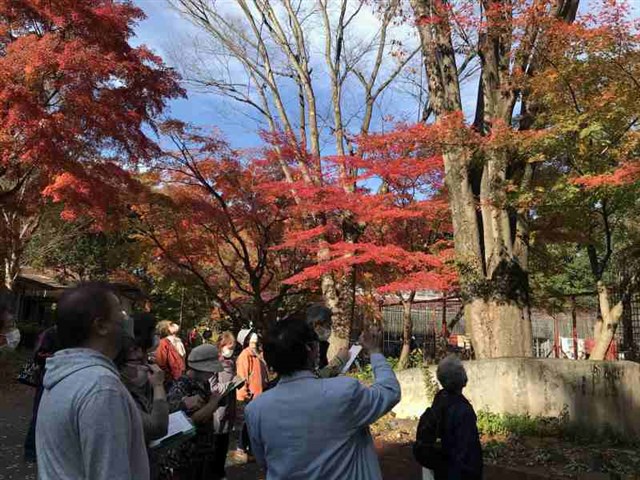 専門家ガイド「カエデ」 | 国営武蔵丘陵森林公園 ｜ 全国で初めての