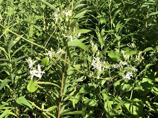 センニンソウ | 国営武蔵丘陵森林公園 ｜ 全国で初めての国営公園