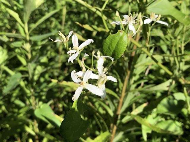 センニンソウ | 国営武蔵丘陵森林公園 ｜ 全国で初めての国営公園