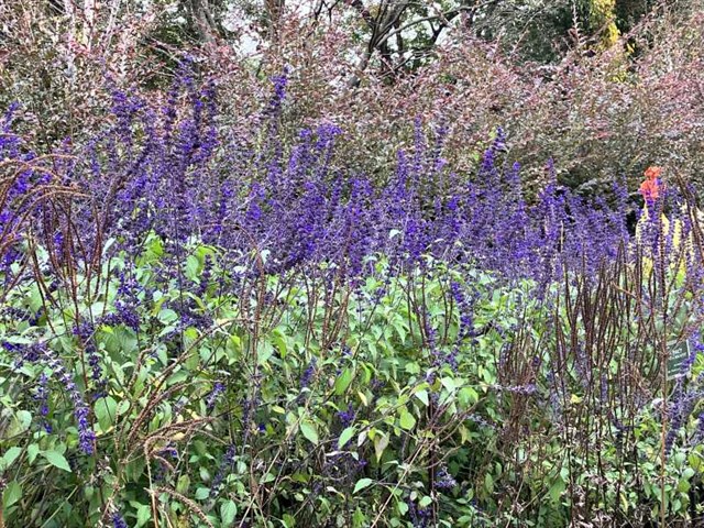 メキシコの花サルビアの花が咲く | 国営武蔵丘陵森林公園 ｜ 全国で