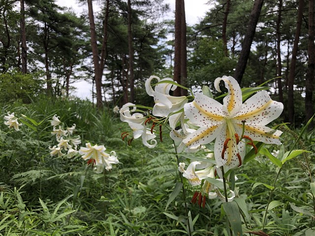 ヤマユリ | 国営武蔵丘陵森林公園 ｜ 全国で初めての国営公園