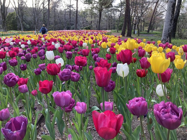 FLOWERS & CREATURES 見ごろの花・生き物 | 国営武蔵丘陵森林公園