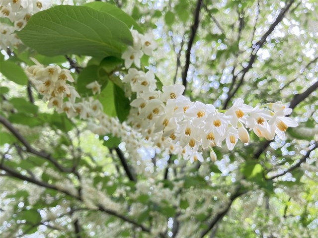 そのほか雑木・樹木 | 国営武蔵丘陵森林公園 ｜ 全国で初めての