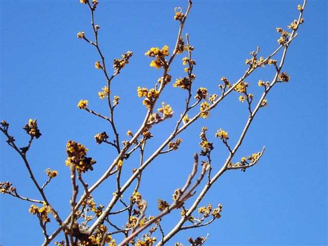 マンサク類 | 国営武蔵丘陵森林公園 ｜ 全国で初めての国営公園