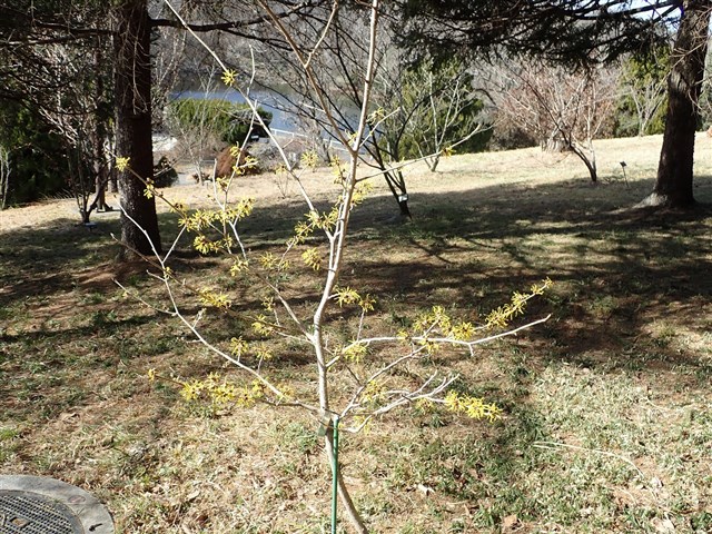 マンサク類 | 国営武蔵丘陵森林公園 ｜ 全国で初めての国営公園