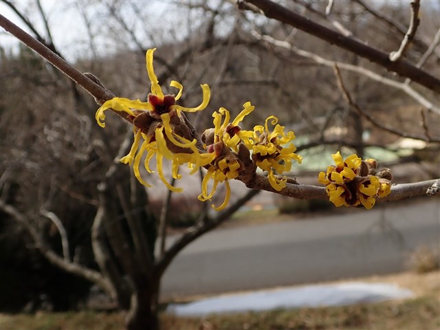 マンサク類 | 国営武蔵丘陵森林公園 ｜ 全国で初めての国営公園