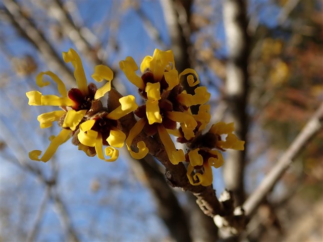 マンサク類 | 国営武蔵丘陵森林公園 ｜ 全国で初めての国営公園