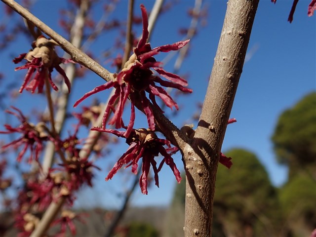 マンサク類 | 国営武蔵丘陵森林公園 ｜ 全国で初めての国営公園