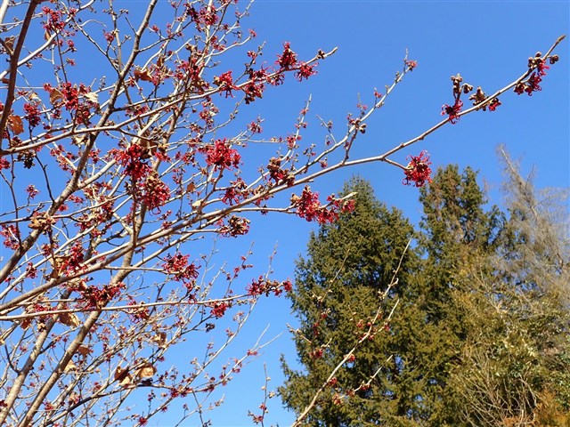 マンサク類 | 国営武蔵丘陵森林公園 ｜ 全国で初めての国営公園