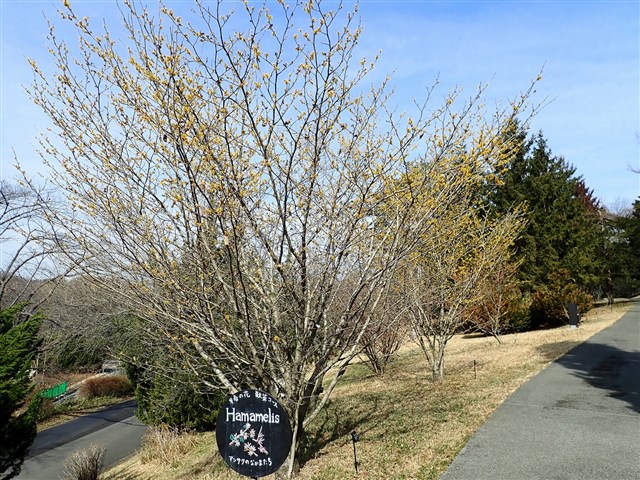 マンサク類 | 国営武蔵丘陵森林公園 ｜ 全国で初めての国営公園