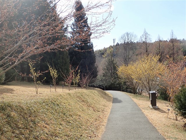 マンサク類 | 国営武蔵丘陵森林公園 ｜ 全国で初めての国営公園