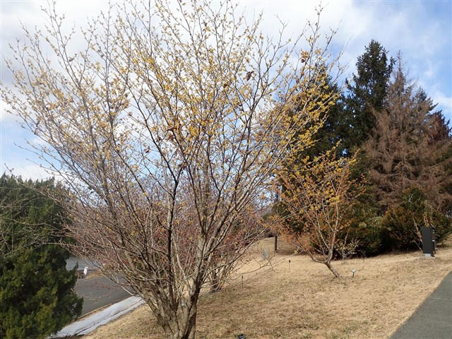 50 山採り　マンサク 50 山採り マンサク 山採り マンサク 特大 カード検索 ｜ Z/X