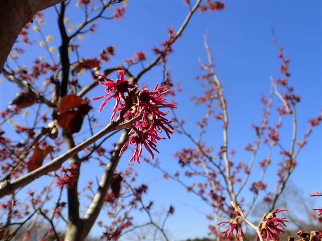 マンサク類 | 国営武蔵丘陵森林公園 ｜ 全国で初めての国営公園