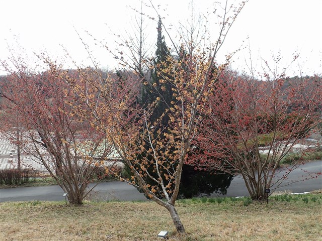 マンサク類 | 国営武蔵丘陵森林公園 ｜ 全国で初めての国営公園