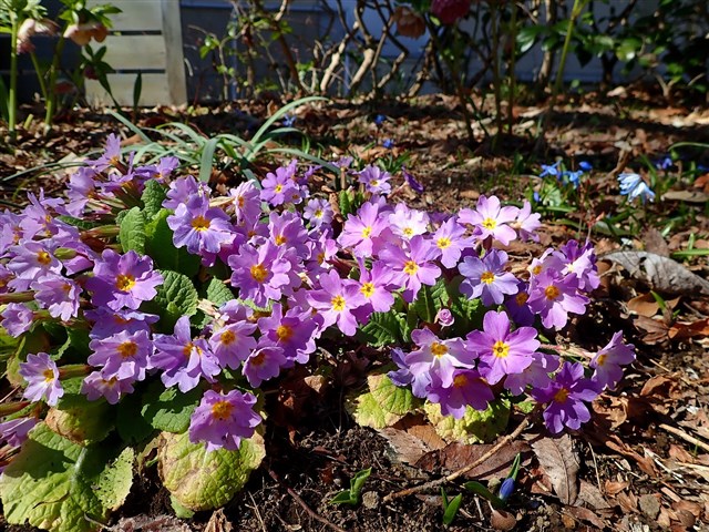 そのほか草花 | 国営武蔵丘陵森林公園 ｜ 全国で初めての国営公園