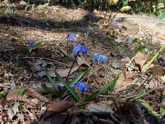 そのほか草花 | 国営武蔵丘陵森林公園 ｜ 全国で初めての国営公園