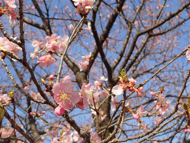 そのほか雑木・樹木 | 国営武蔵丘陵森林公園 | 全国で初めての そのほか雑木・樹木 | 国営武蔵丘陵森林公園 | 全国で初めての