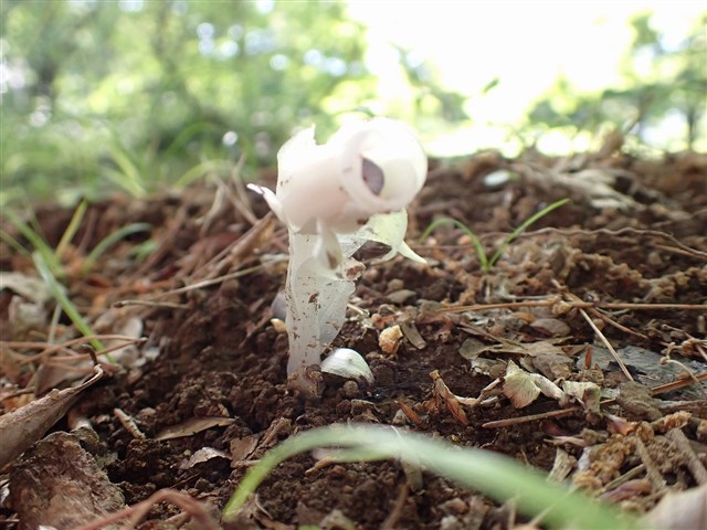ギンリョウソウ【銀竜草】｜登山・トレッキング初心者のルートガイド
