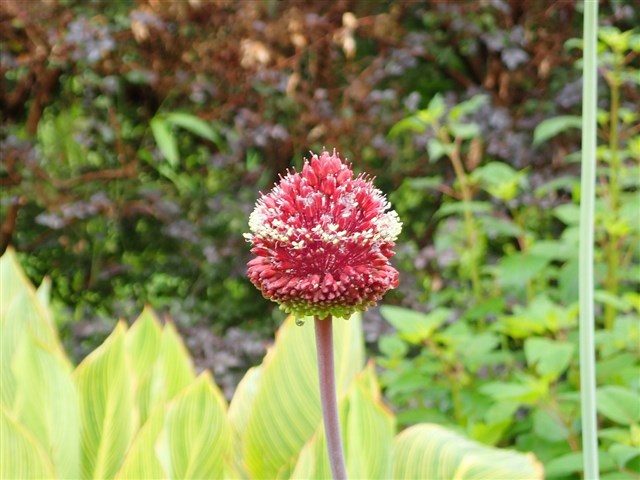 アリウム | 国営武蔵丘陵森林公園 ｜ 全国で初めての国営公園