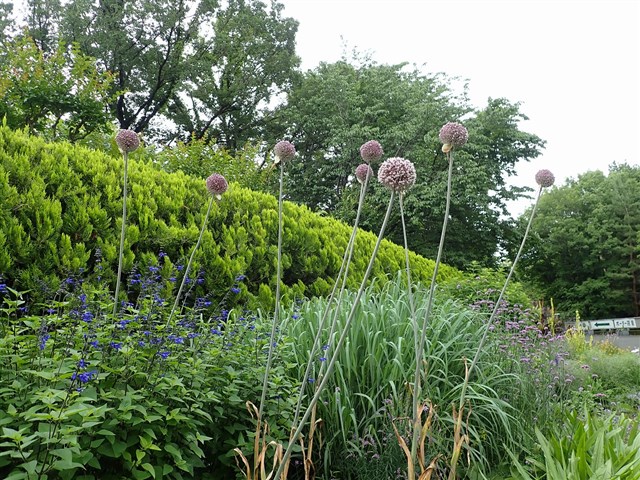 アリウム | 国営武蔵丘陵森林公園 ｜ 全国で初めての国営公園