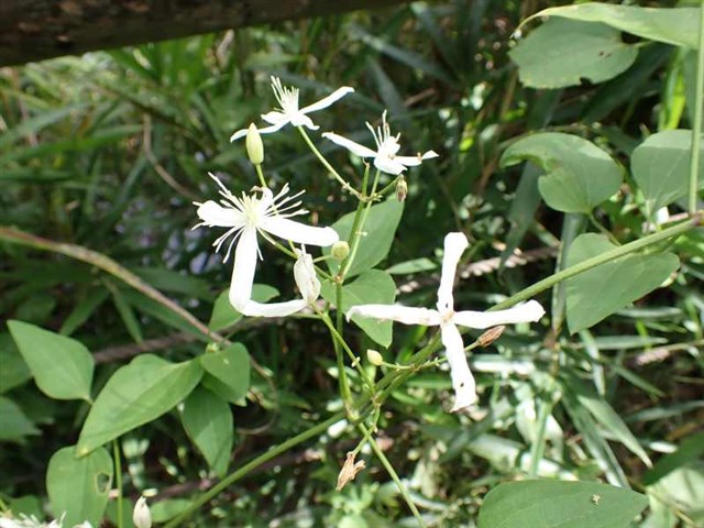 センニンソウ | 国営武蔵丘陵森林公園 ｜ 全国で初めての国営公園