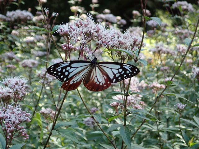 FLOWERS & CREATURES 見ごろの花・生き物 | 国営武蔵丘陵森林公園 ｜ 全国で初めての国営公園