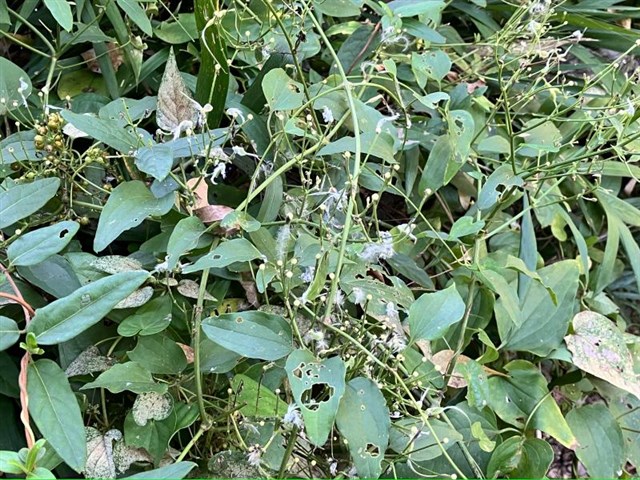 センニンソウ | 国営武蔵丘陵森林公園 ｜ 全国で初めての国営公園