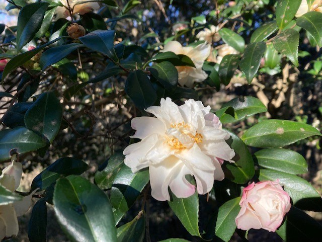椿・山茶花 | 国営武蔵丘陵森林公園 ｜ 全国で初めての国営公園