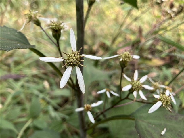そのほか野草コース | 国営武蔵丘陵森林公園 ｜ 全国で初めての国営公園