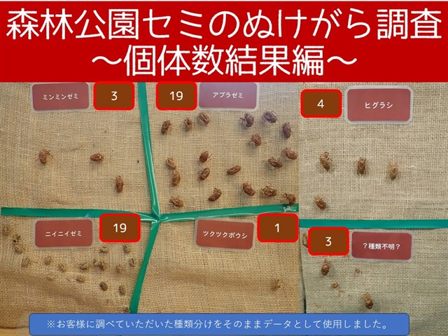 セミ | 国営武蔵丘陵森林公園 ｜ 全国で初めての国営公園