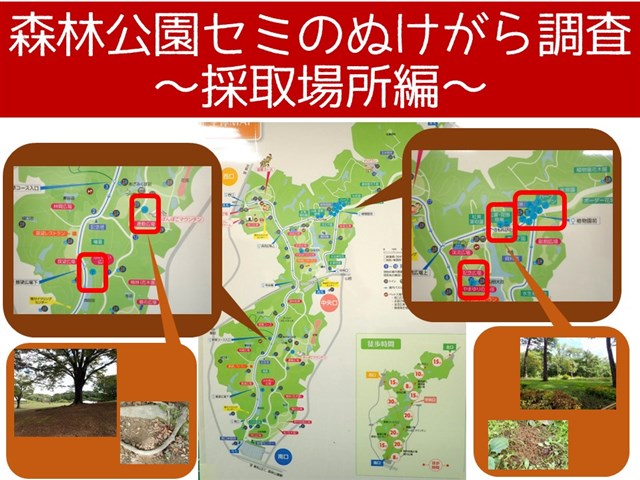 セミ | 国営武蔵丘陵森林公園 ｜ 全国で初めての国営公園