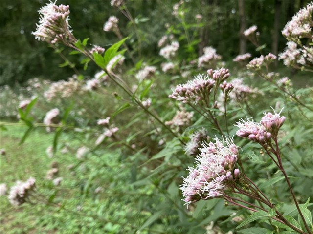 秋の七草 | 国営武蔵丘陵森林公園 ｜ 全国で初めての国営公園