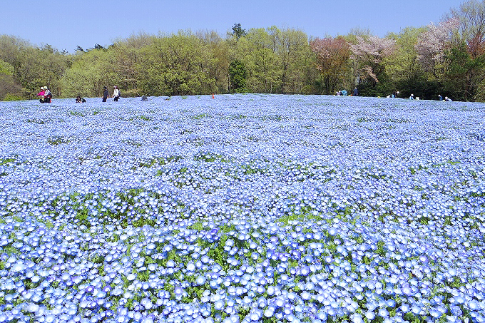 国営武蔵丘陵森林公園のネモフィラ